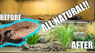 NATURALISTIC BLUE TONGUE SKINK SETUP [upl. by Nohtanhoj]