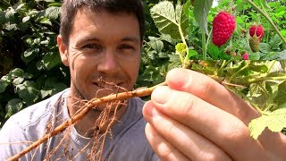 How to Propagate and Multiply Raspberry Plants [upl. by Rochus]