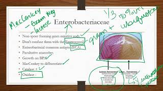 Enterobacteriaceae [upl. by Jehial]