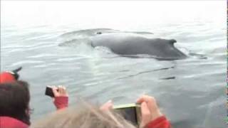 Les baleines à Tadoussac 2wmv [upl. by Adnarem935]