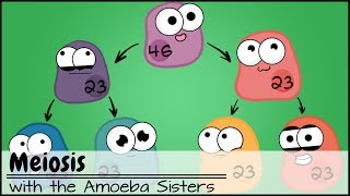 Meiosis Updated [upl. by Goff828]