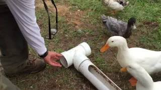 DIY  Build A Better Backyard Duck Feeder [upl. by Yedarb]