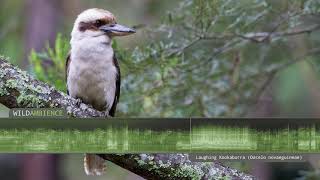 Kookaburra Sound amp Calls  The iconic sound of a Laughing Kookaburra calling in the Aussie bush [upl. by Uolymme160]