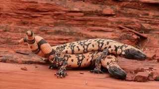 Epic Battle of Gila Monster vs Gila Monster in Southern Utah [upl. by Aiket993]