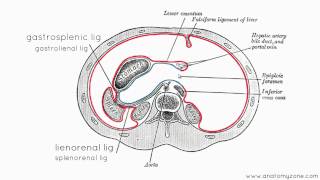 Peritoneal Cavity  Part 1  Anatomy Tutorial [upl. by Alarice]