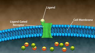 Types of Drug Receptors [upl. by Snodgrass]