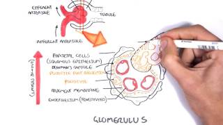 Glomerulonephritis Causes Signs and Symptoms Diagnosis and Treatment [upl. by Dyer937]