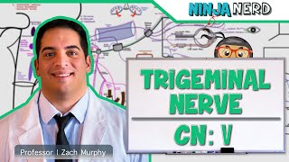 Neurology  Trigeminal Nerve Cranial Nerve V [upl. by Oloap]