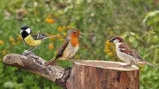 Birds Singing in The Morning  Garden Birds Video and Bird Sounds [upl. by Niras]