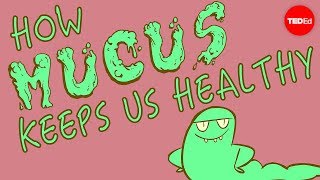 How mucus keeps us healthy  Katharina Ribbeck [upl. by Lupe]