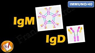 IgM IgD  Structure Properties and Functions FLImmuno40 [upl. by Service914]