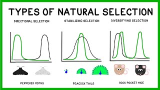 Natural Selection Adaptation and Evolution [upl. by Ynavoeg]