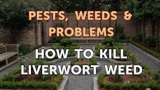 How to Kill Liverwort Weed [upl. by Josler766]