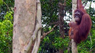 A NewlyReleased Orangutan Turns on His Handlers [upl. by Kidd752]