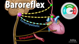 Baroreflex Regulation of Blood Pressure Animation [upl. by Lleroj]