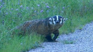 Wisconsin Badger Wild [upl. by Sneve890]