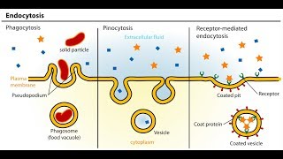 Endocytosis And Exocytosis Animation  Full HD 1080p [upl. by Whitelaw]