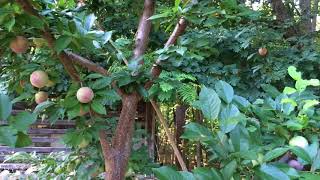 Methley Plum Tree  KW Homestead [upl. by Dry]