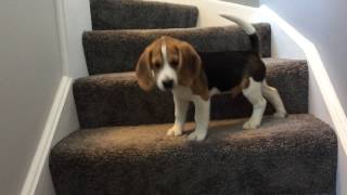 Beagle puppy learns how to go down stairs FUNNY ENDING [upl. by Airdnek820]