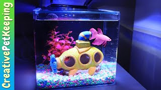 GloFish 3 Gallon Betta Aquarium Kit REVIEW [upl. by Gona]