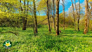 10 hours Nature Sounds of Spring Forest for Long and Relaxing Sleep [upl. by Jacenta732]