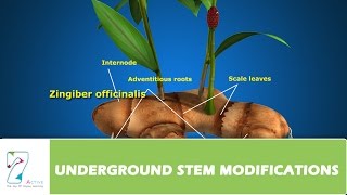 UNDERGROUND STEM MODIFICATIONS [upl. by Wylen]