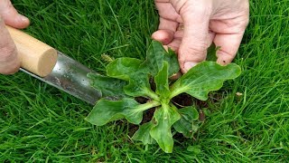 6 Edible Weeds That Are More Nutritious Than Store Bought Veggies [upl. by Nedyrb95]