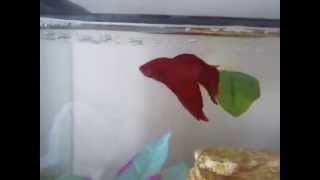 How to teach your Betta 4 different tricks [upl. by Qifahs]