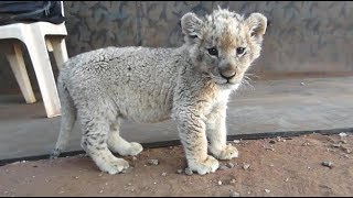 Cute Baby Lion Feeding and Exploring [upl. by Eilsil]