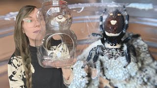 3 EASY DIY JUMPING SPIDER ENCLOSURES and jumpy rehousings [upl. by Ihp537]