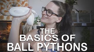 THE BASICS OF BALL PYTHONS Everything you need to know [upl. by Kary840]