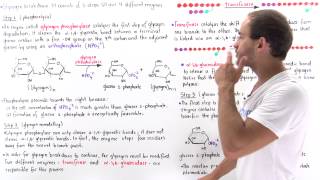 Glycogen Breakdown [upl. by Renferd461]