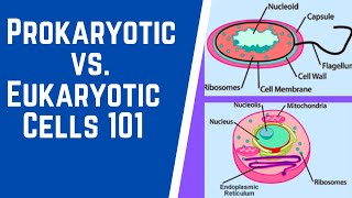 Prokaryotic vs Eukaryotic Cells 101 [upl. by Ain]