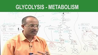 Glycolysis  Metabolism  Dr Najeeb [upl. by Nevetse]