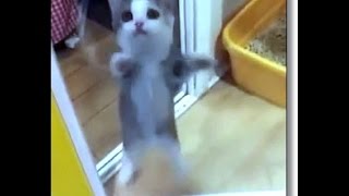 Kitten Gets So Excited He Jumps Up and Down [upl. by Sidra]