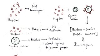 Haptens and Adjuvants  Bio science [upl. by Nere663]