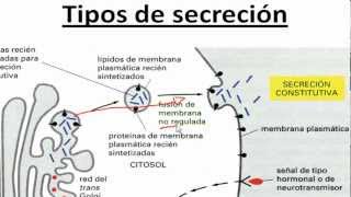 Ayudantía BioCel Transporte GolgiMembrana Exocitosis [upl. by Uolyram]