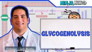 Metabolism  Glycogenolysis [upl. by Anna-Diana201]