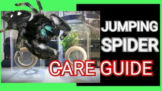 How to Keep and Care for Jumping Spiders  Jumping Spider Care Guide [upl. by Abner963]