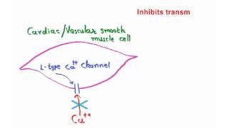 Mechanism of action of amlodipine [upl. by Wilton]