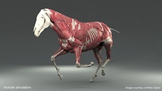 Weta Digital Horse FEM Simulation [upl. by Dahl638]