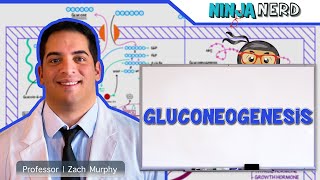 Metabolism  Gluconeogenesis [upl. by Ideih]