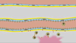 3 7 Leukocyte Rolling [upl. by Salohcim]