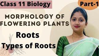 Morphology Of Flowering Plants  Roots Class 11 Biology  Part1 [upl. by Paulette]