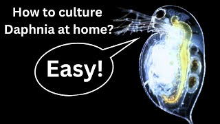 BEST Live Fish Food Beginner guide How to Culture Daphnia at home [upl. by Topper908]