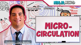 Cardiovascular  Microcirculation [upl. by Link]