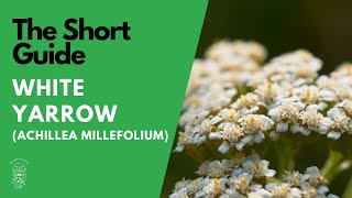 The Short Guide to the White Yarrow Achillea Millefolium [upl. by Dunson]