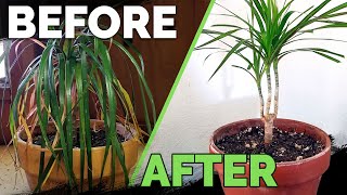 Houseplant Care Bring Your Houseplant Back to Life [upl. by Daffi682]