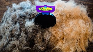 FURMINATOR review  Cat Grooming  Does it work [upl. by Haase201]