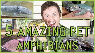 Five of the Best Pet Amphibians [upl. by Rica813]